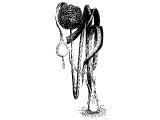 Common Leek (Alium porrum) - Num.11.5